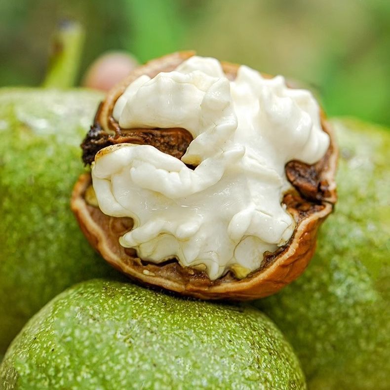 [顺丰包邮]2025新鲜核桃香脆可口孕妇小孩头茬鲜果次日达