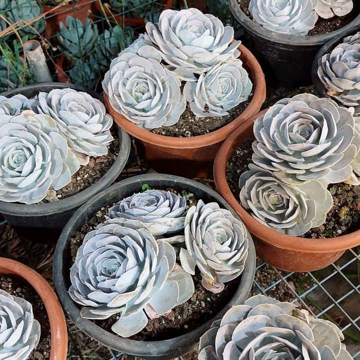 圣卡洛斯精品多肉盆栽三头起发