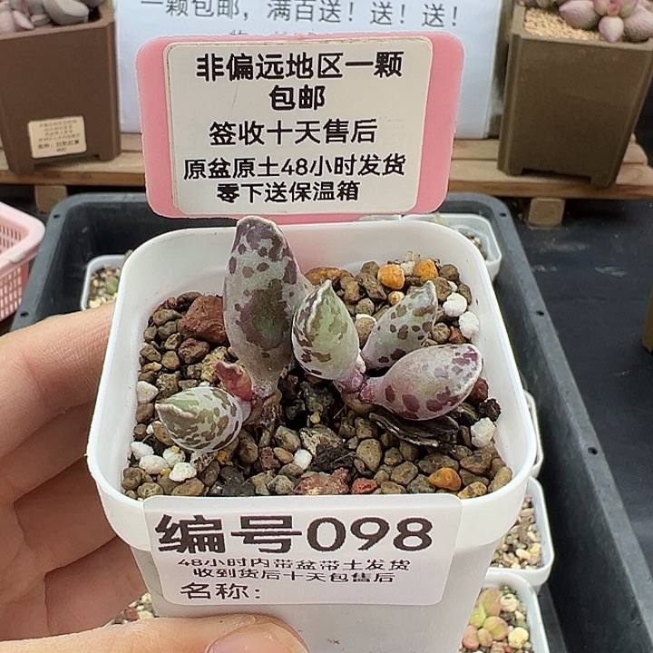 098花豹多肉植物