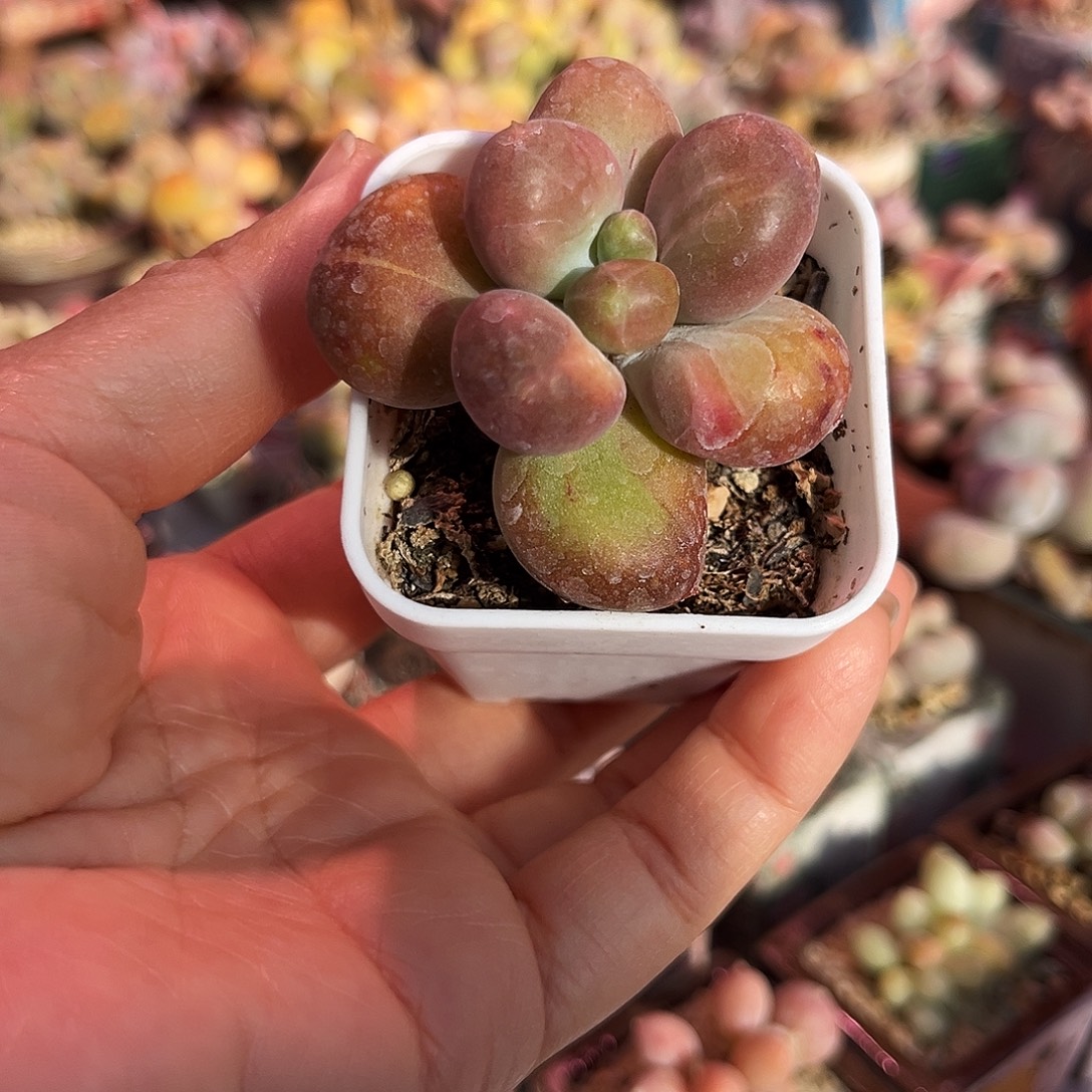 乌里韦亚石化锦奶酪