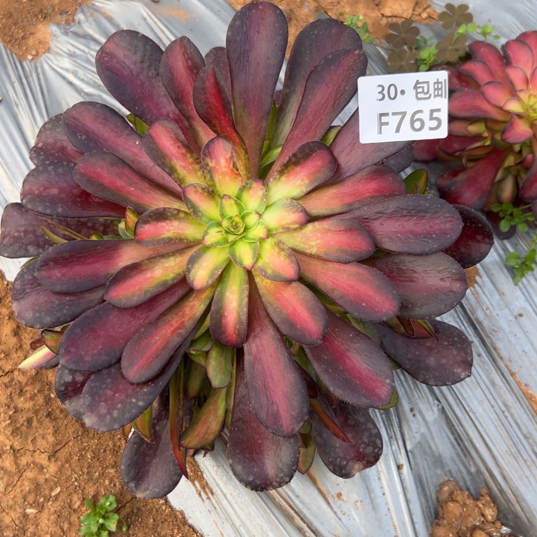 @***乐765夕阳多肉法师