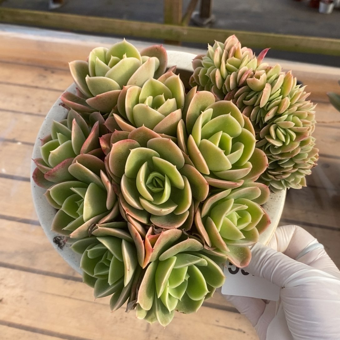 5326星纳塔缀化一物一拍