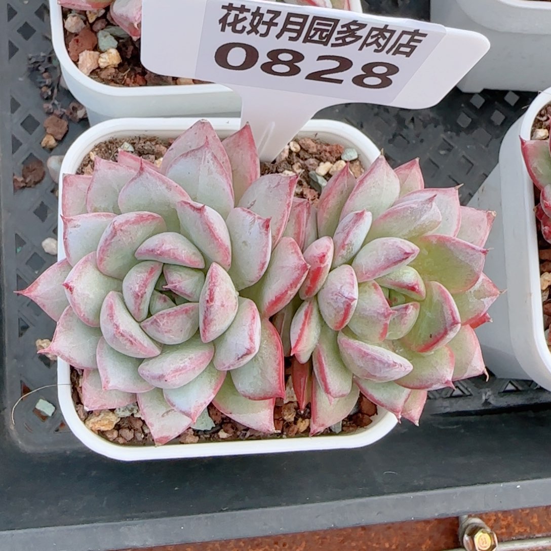 多肉植物0828…………..