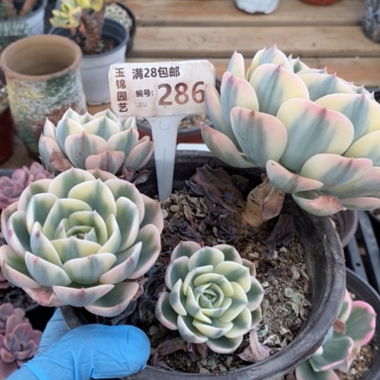 286一一一一一一一