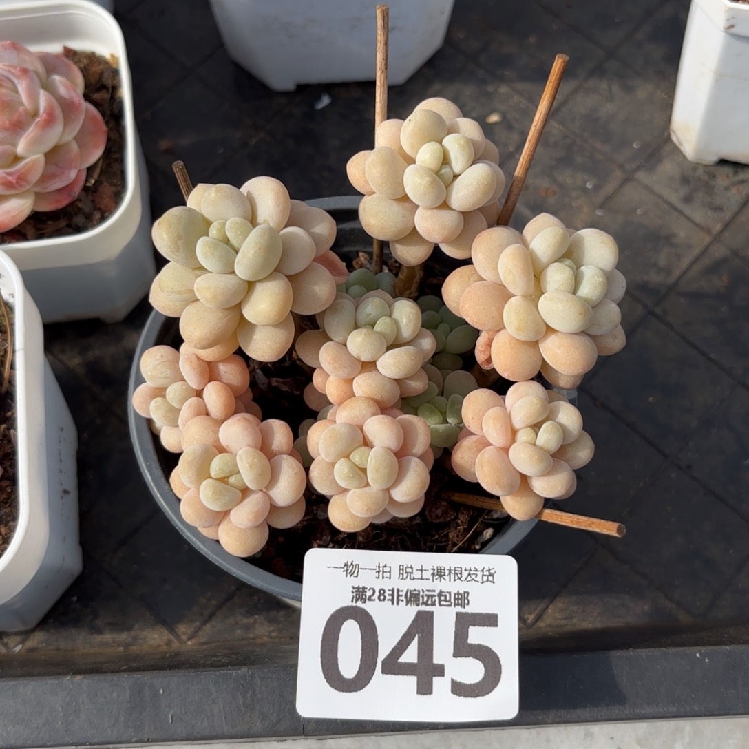 韩系洛可可无盆土发货