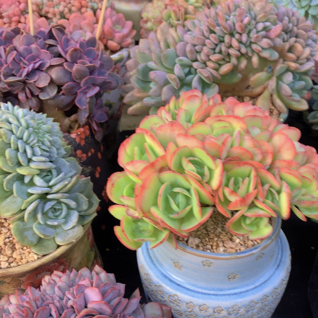 精品多肉植物花卉盆栽花卉