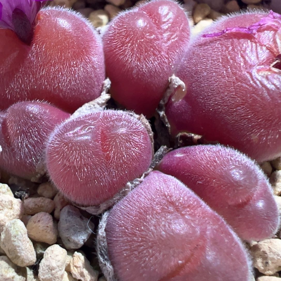 长毛毛翠滴 肉锥植物