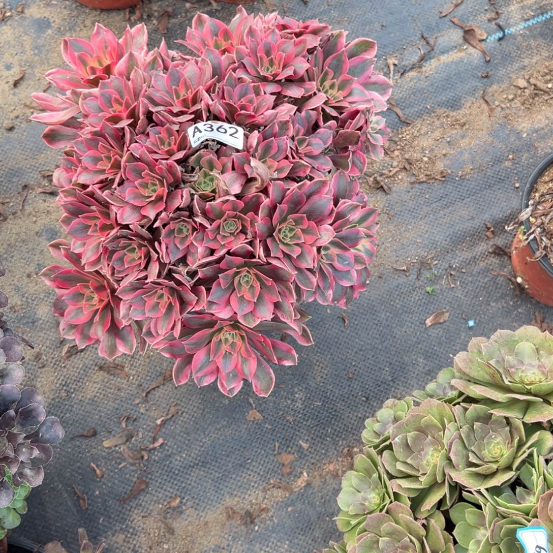 362女妖多肉植物法师多肉