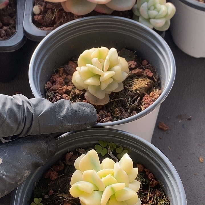 米***小两颗雪精灵锦多肉植物