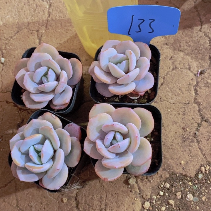 你说吧怎么说都不会