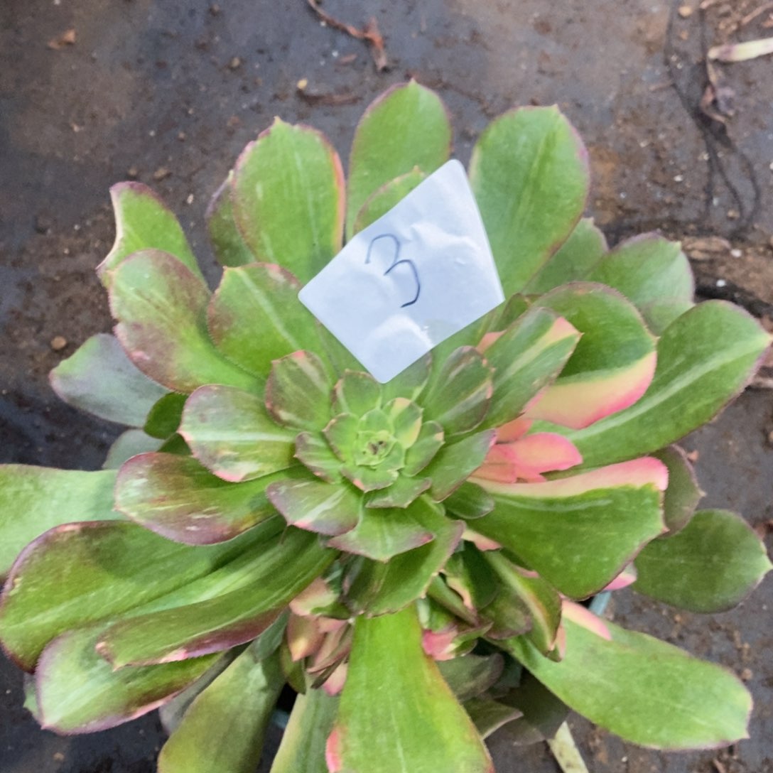 3绍修七彩多肉植物