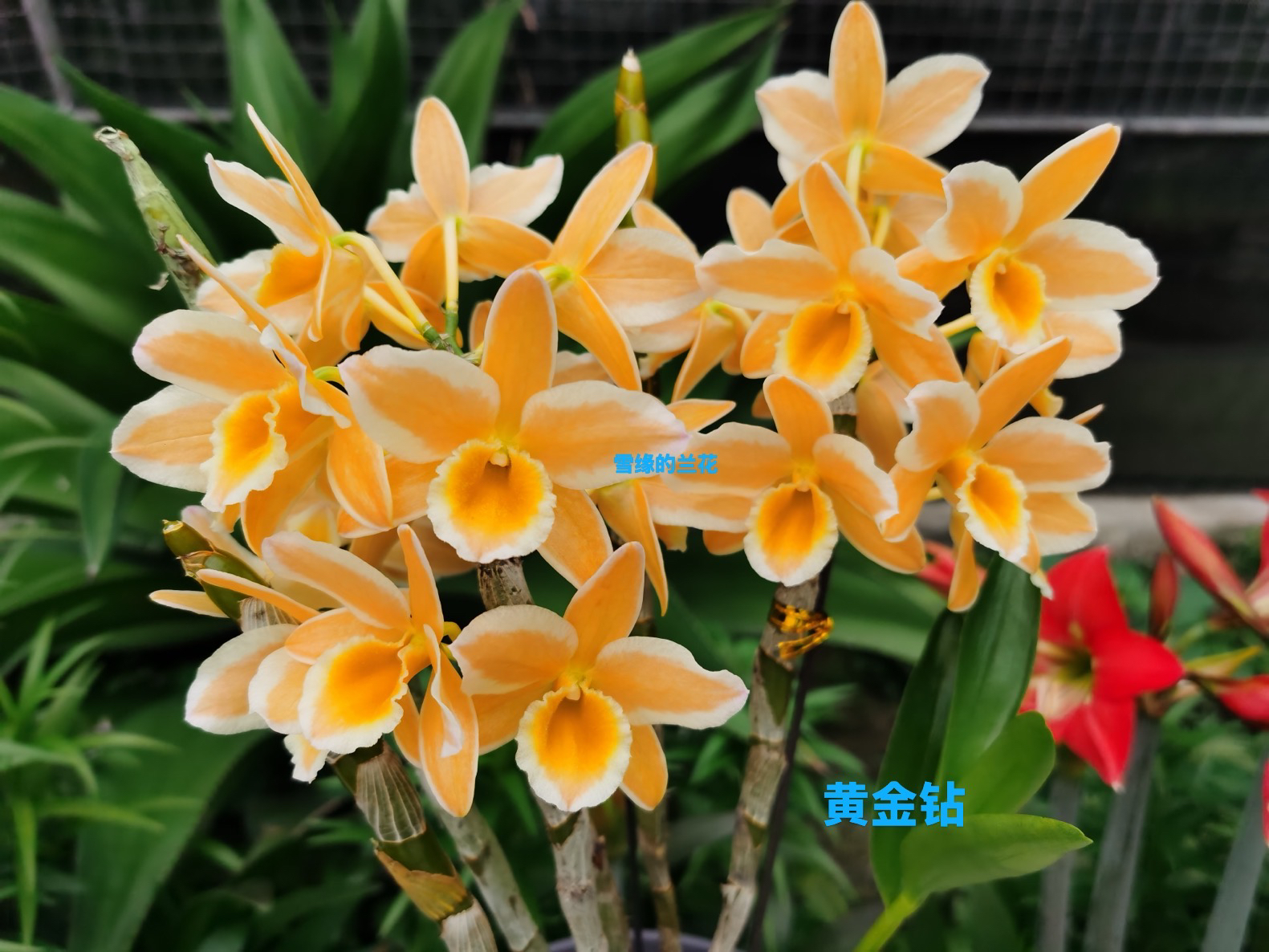 雪缘黄钻戒春石斛