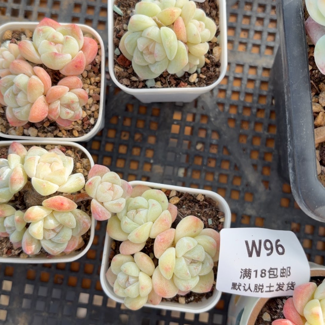 东篱下多肉哈哈哈75