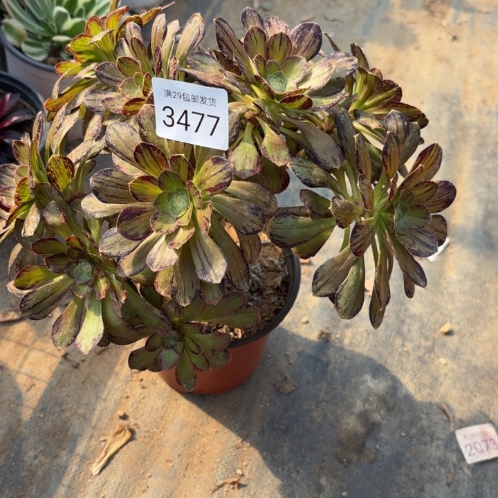 V锦拉丝多肉法师3477