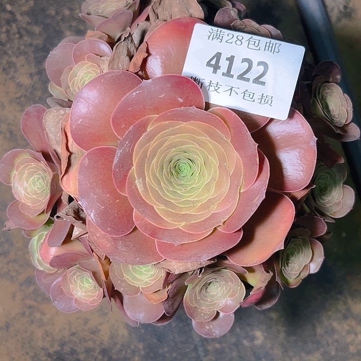 4122魅金玫瑰多肉植物