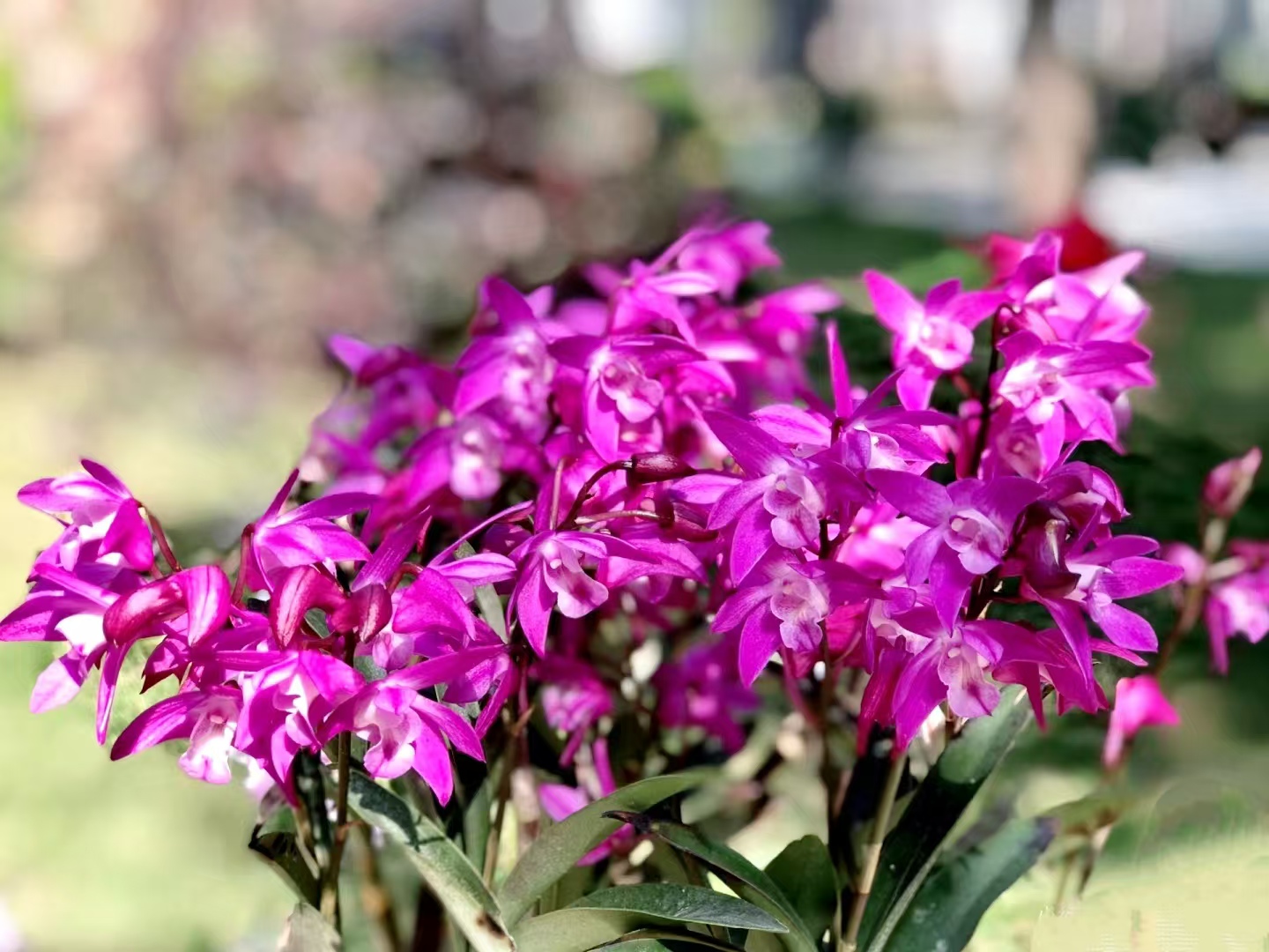 澳洲香水石斛 (9年) 爆花耐寒好养室内阳台植物 云南鲜花绿植