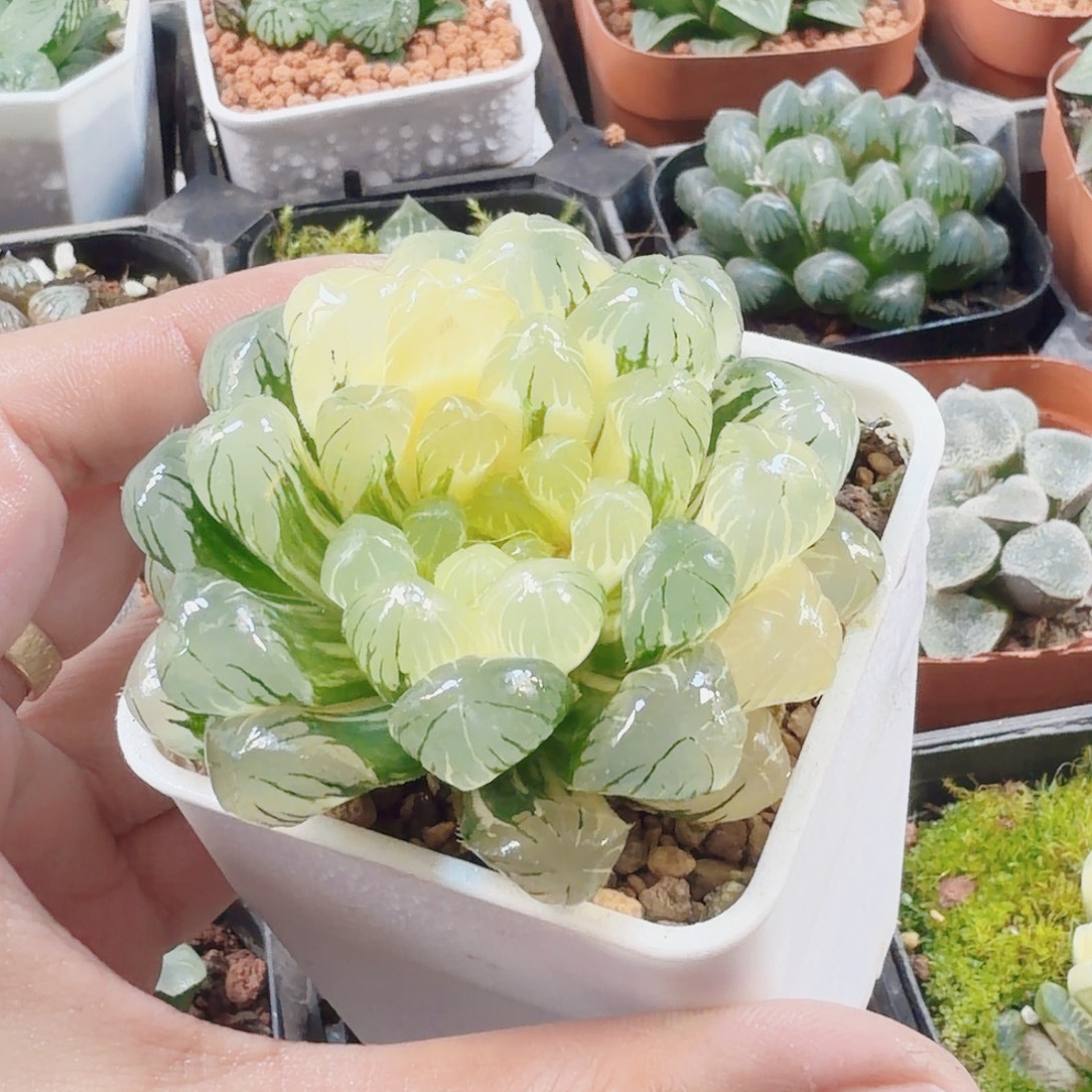 十二卷实生冰灯锦福利