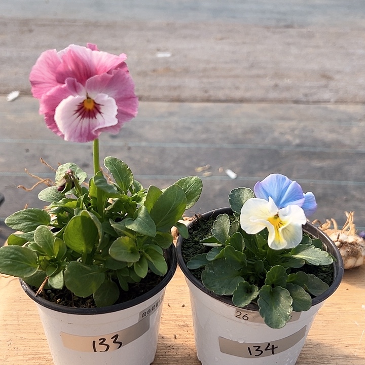 红陶抖音直播闪拍133-134