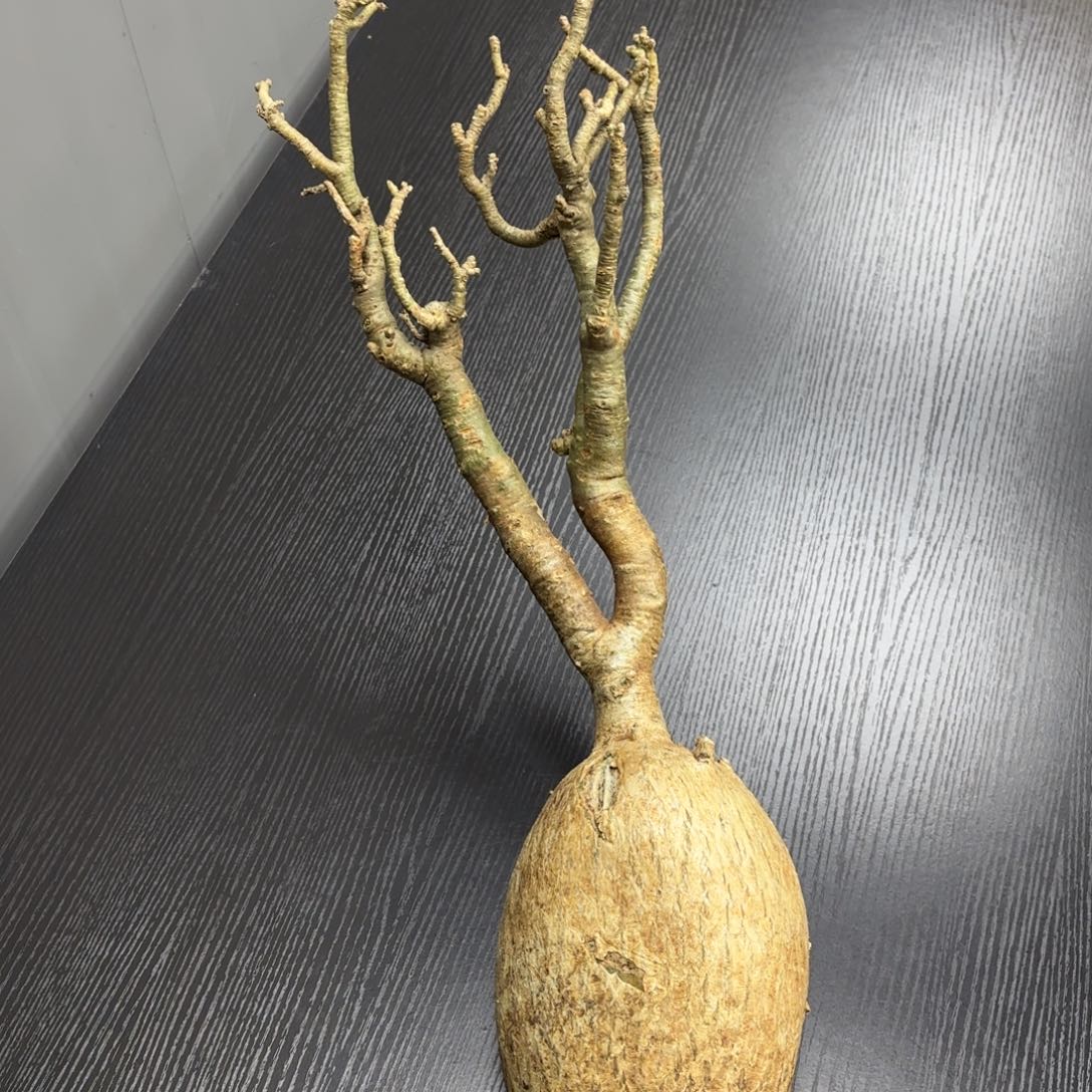 索马里块根植物哦