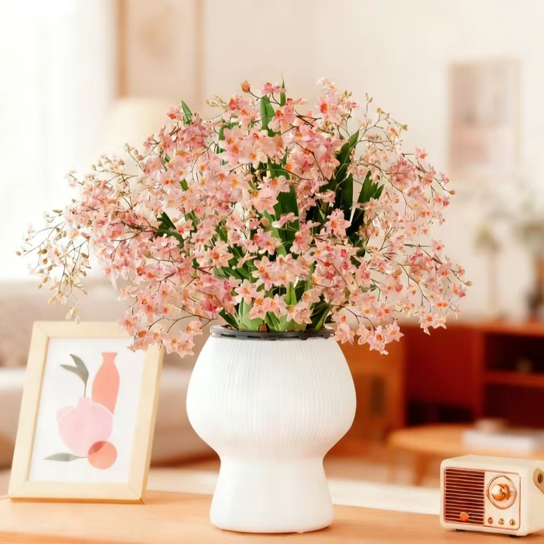 梦香兰7-10支花剑开花浓香型带精致蘑菇盆发货