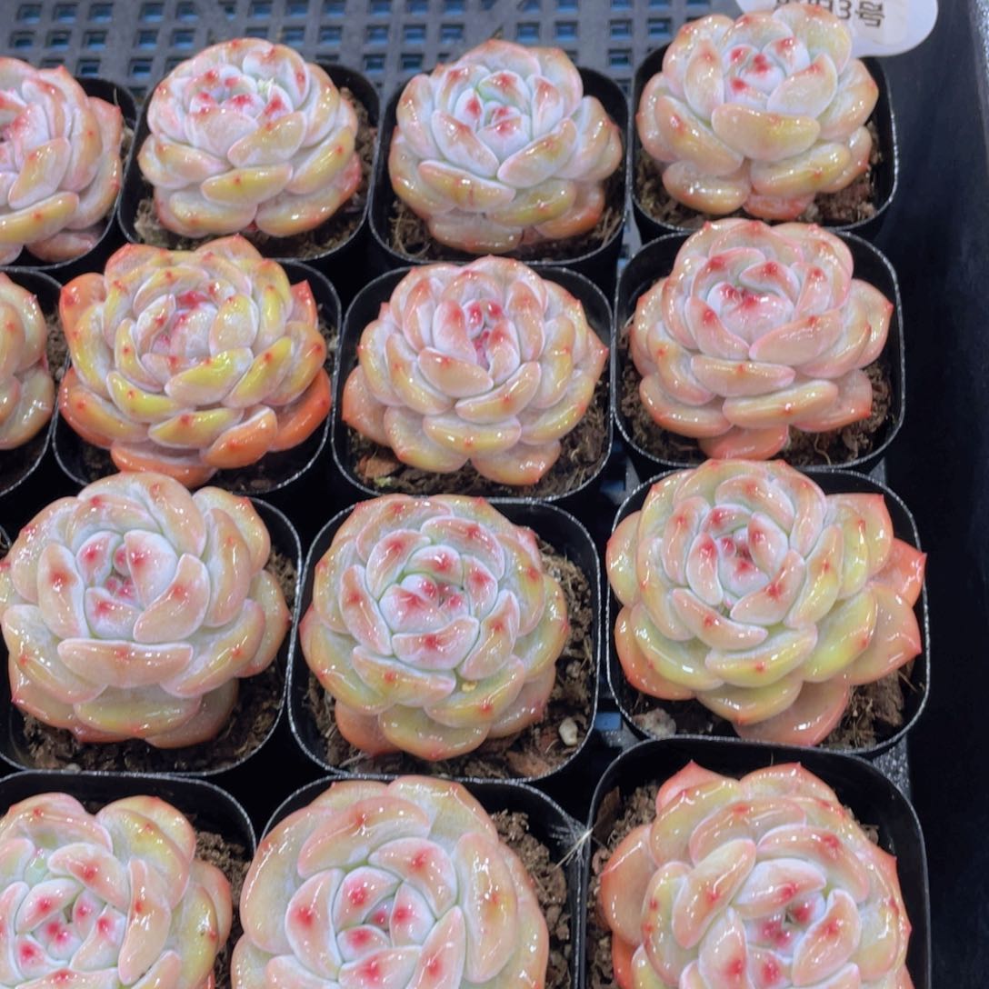 量拍3号老桩紫皮石榴籽星影单头两个