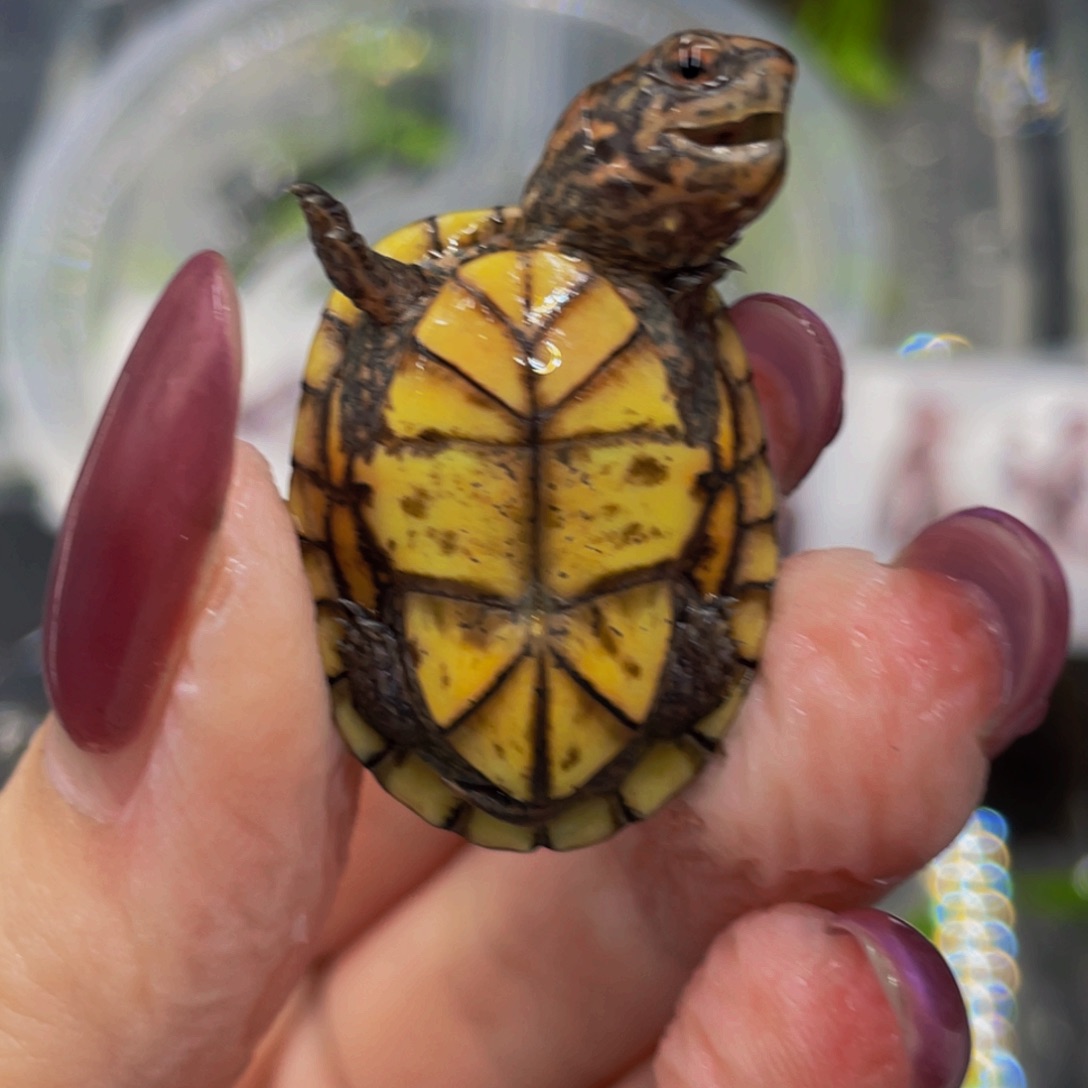 蛋龟母不分公母55677