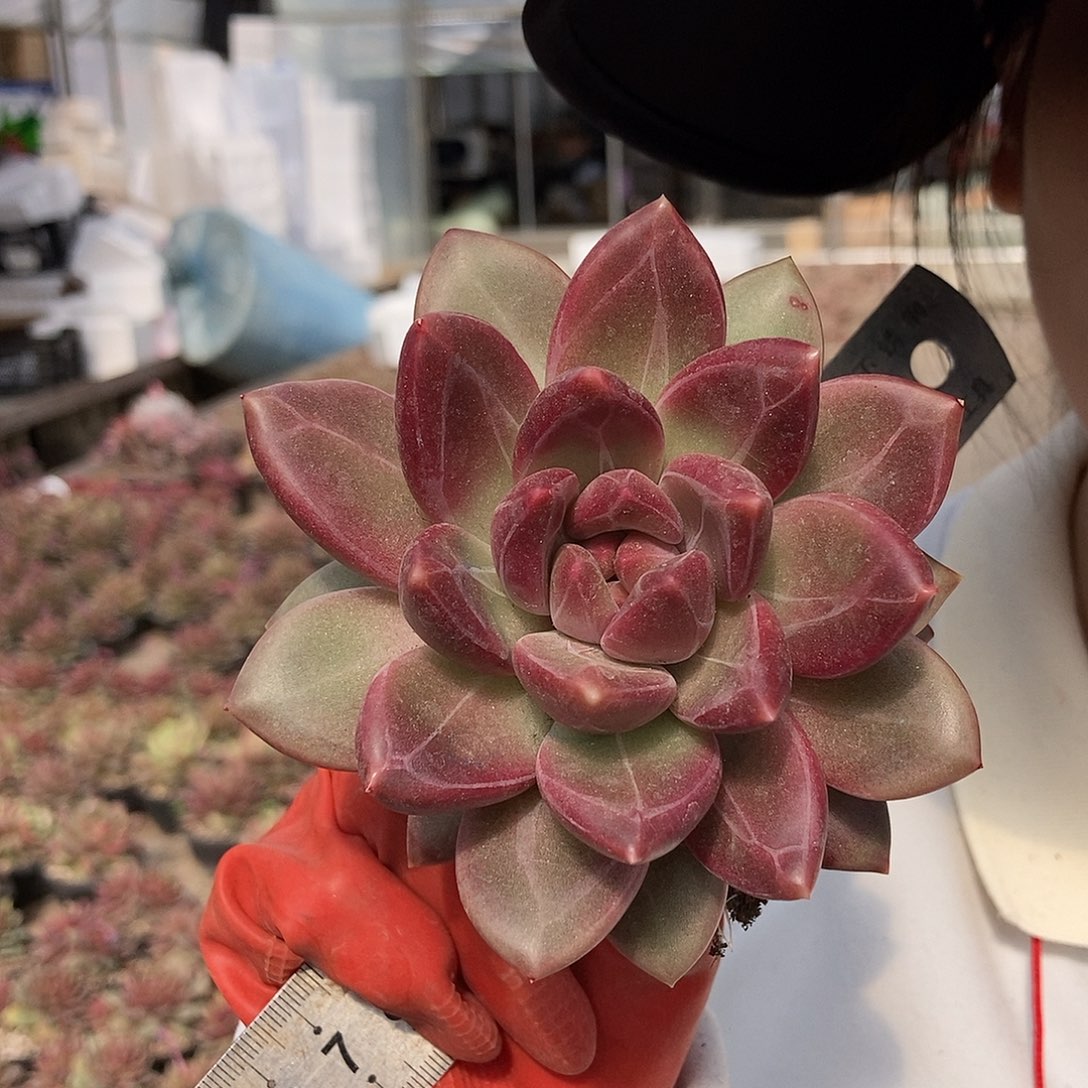 迷雾泡泡单头随机