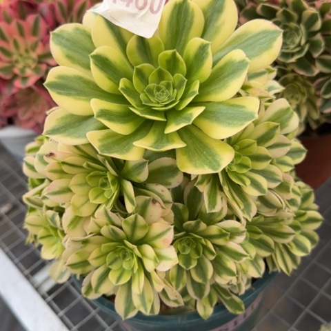 460金丝翡翠20厘米左右