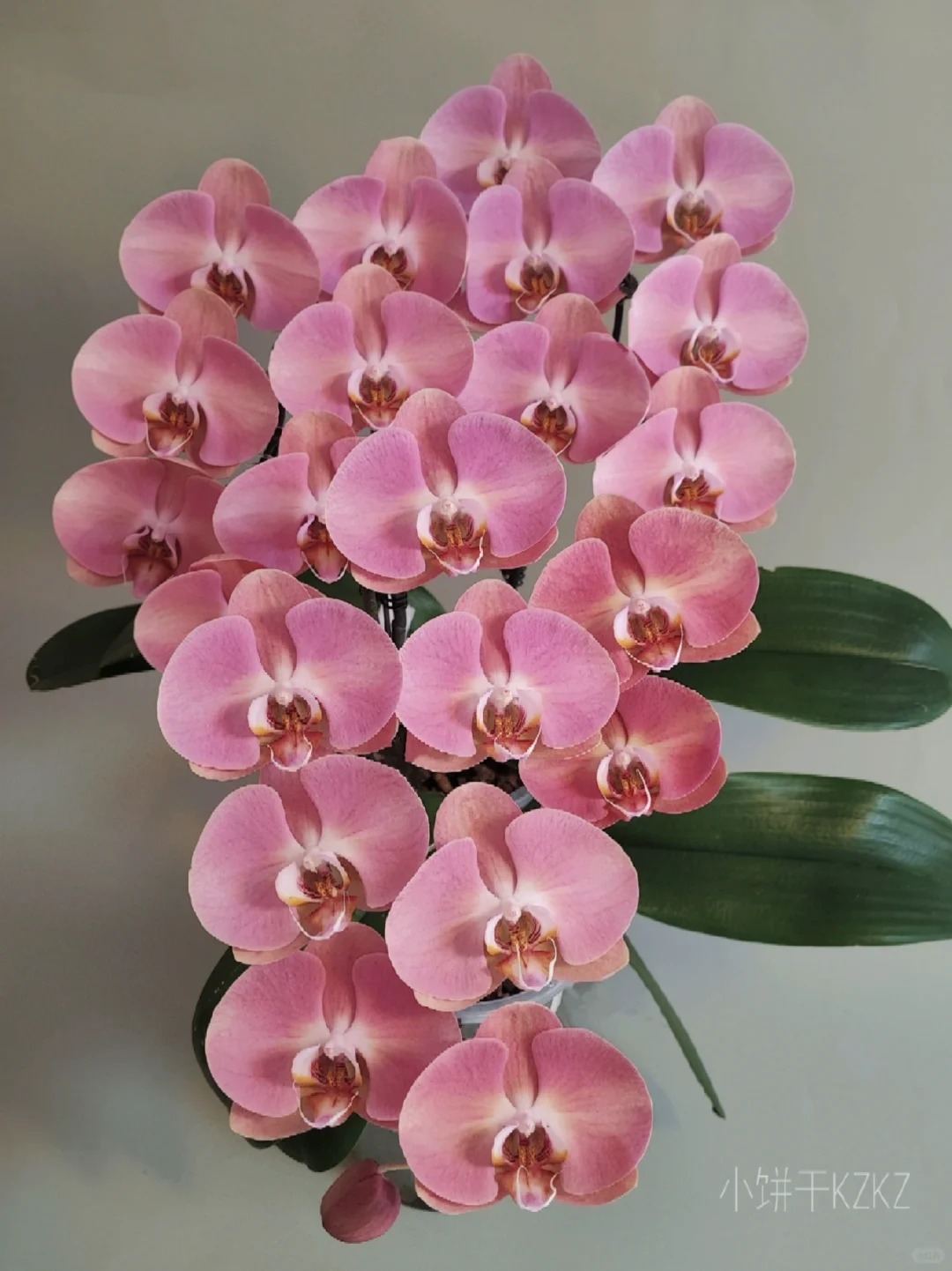 花后苗一棵无售后