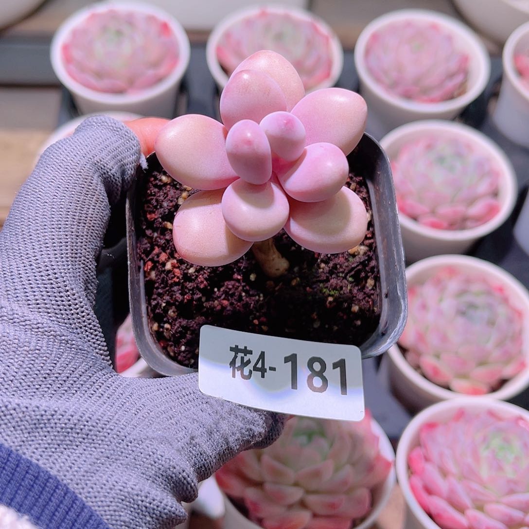 花04-181桃蛋单头