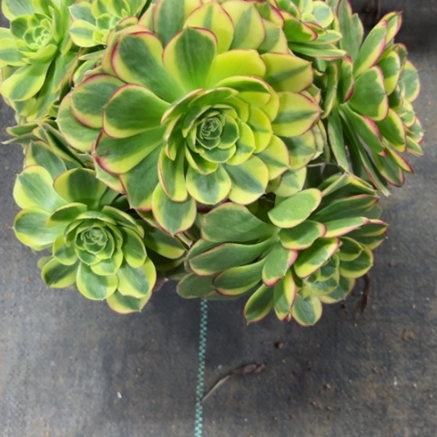 多肉植物奶白锦，