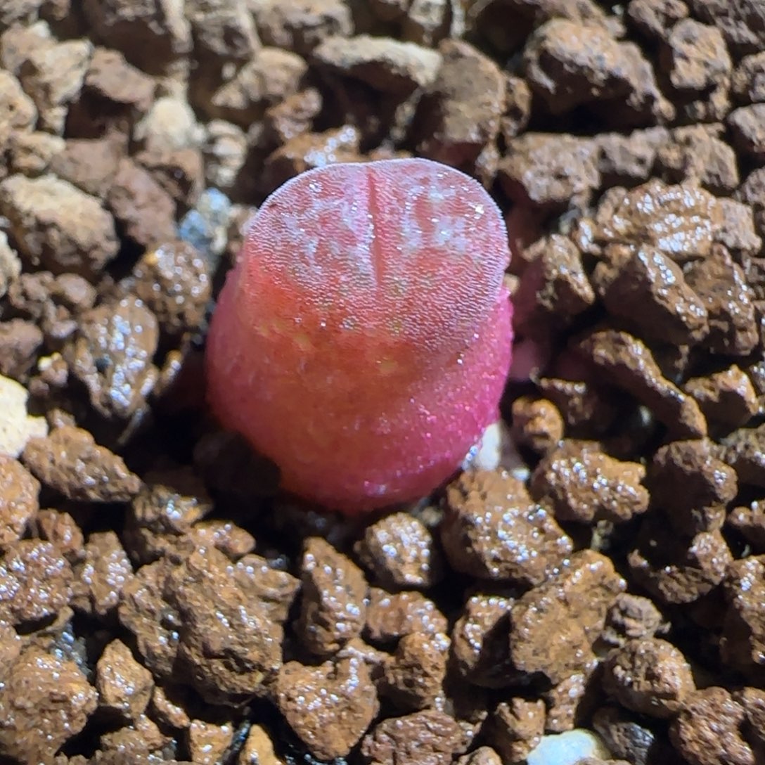 肉锥多肉植物组合-泰坦峡谷525