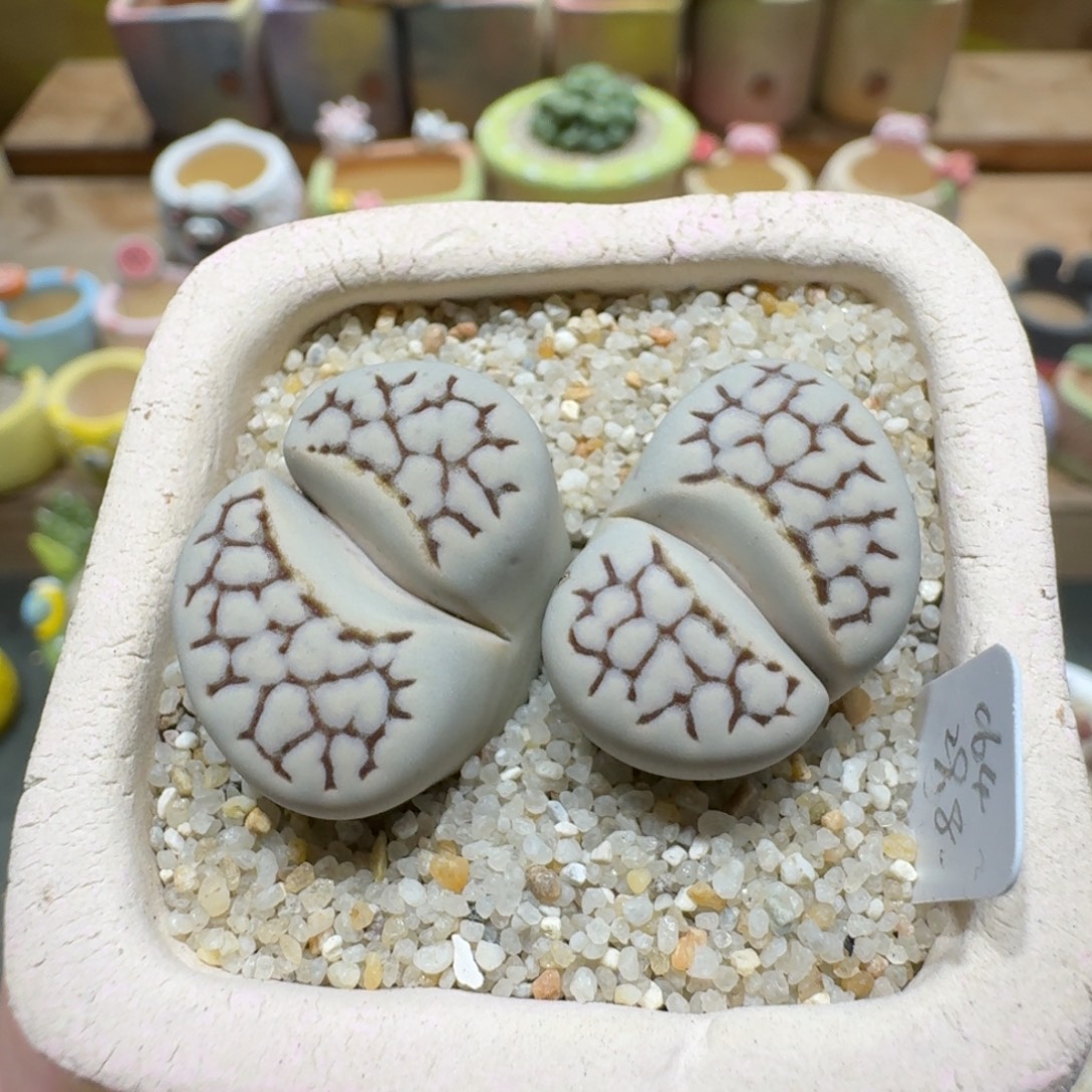 蘑菇1228网纹寿丽多肉植物