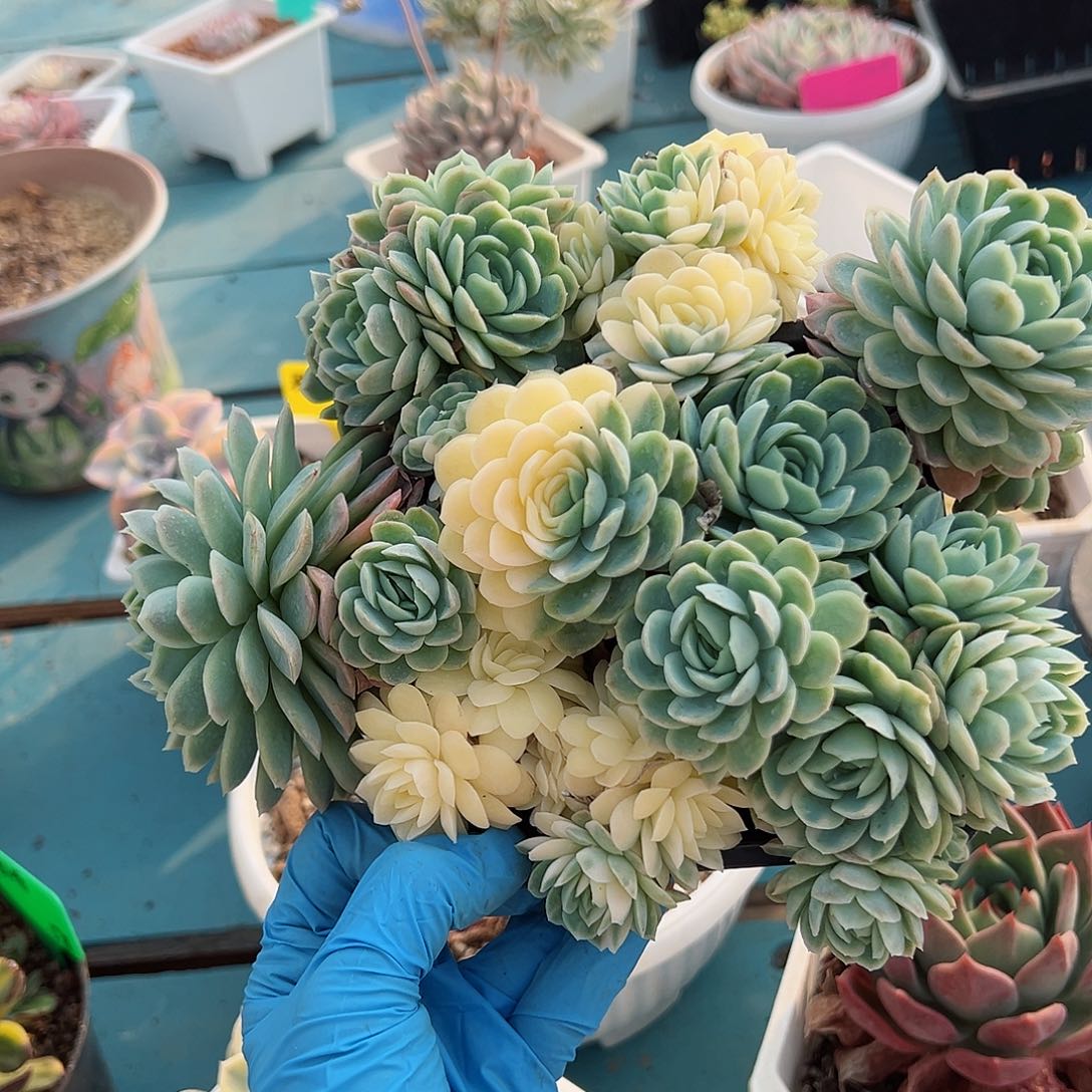 冰梅锦底座，介意慎拍