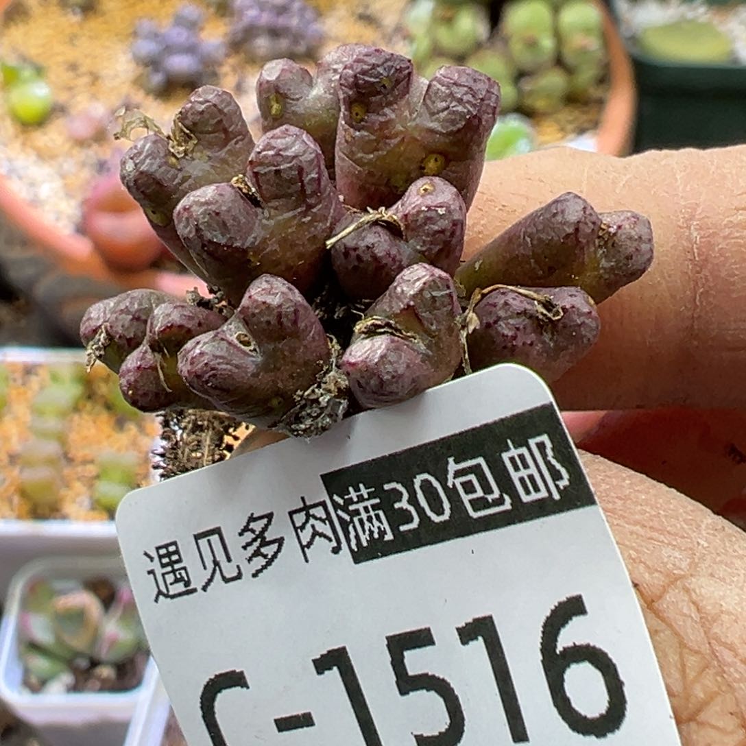 多肉植物111111111111