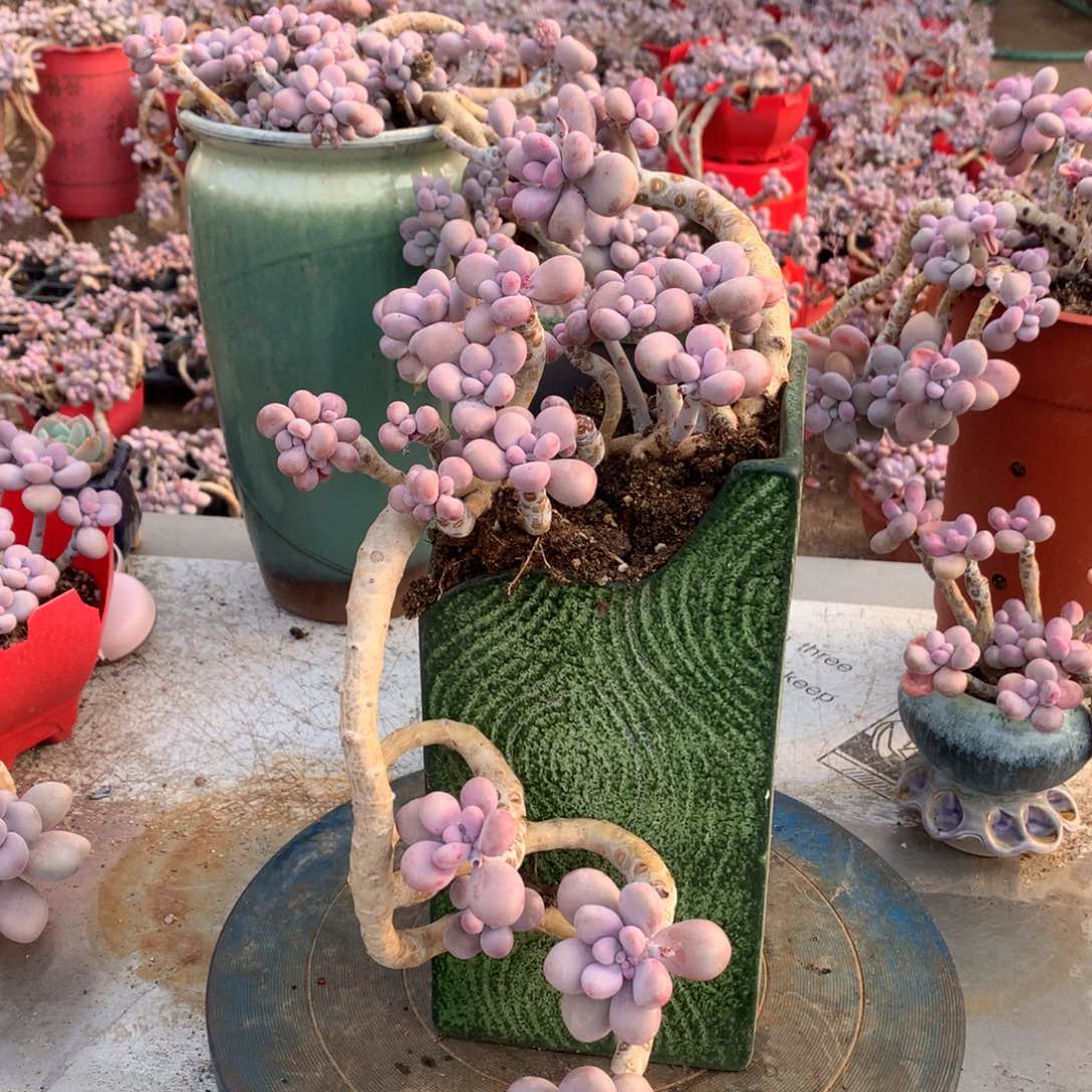 桃蛋老桩不带盆4号