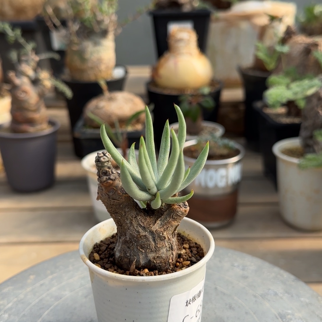 68白象奇峰锦块根植物