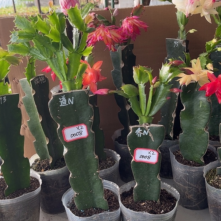 袁***当前无花朵，栽培后可花朵道恩乔恩