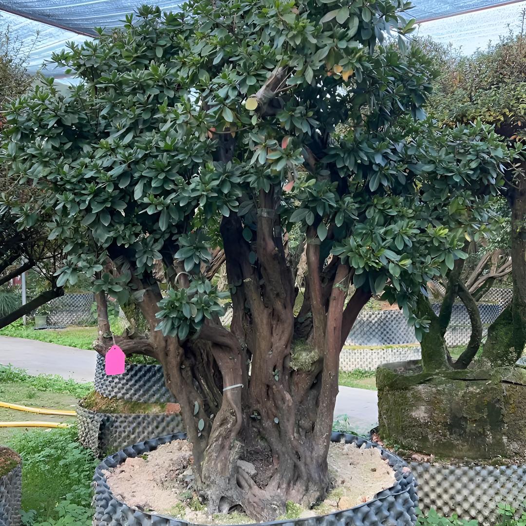 春鹃皋月夏鹃毛鹃杜鹃花