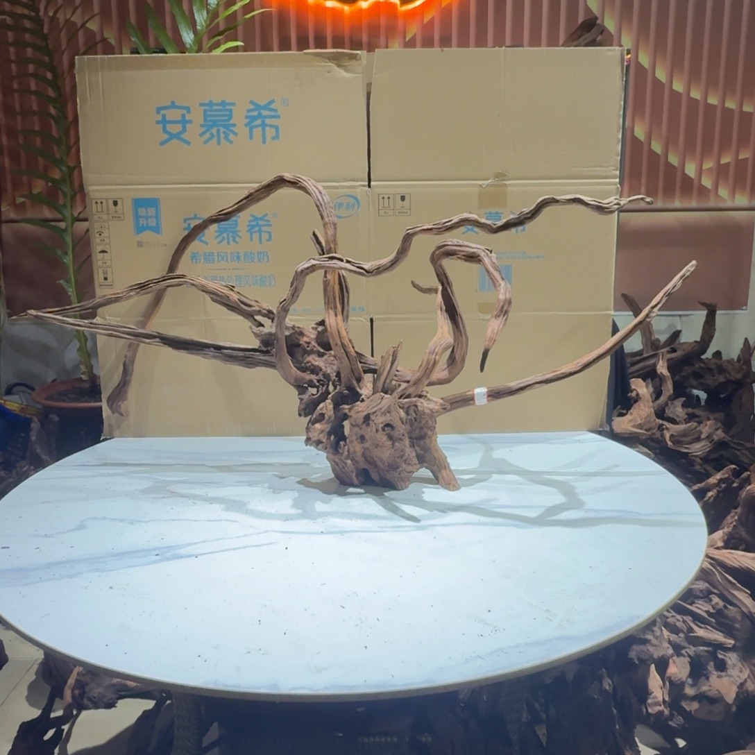 ⑨***⑦香榧木鱼缸造景 一物一拍