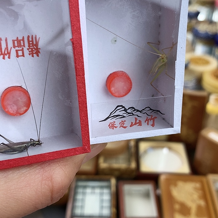 蟋蟀山竹蛉➕紫竹啊啊啊啊啊