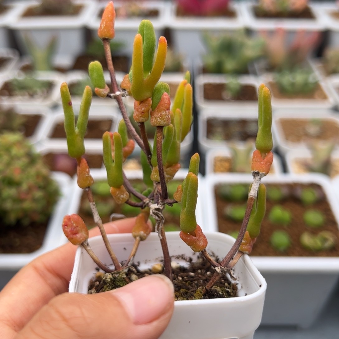 98号冰糕兔子3.3多肉