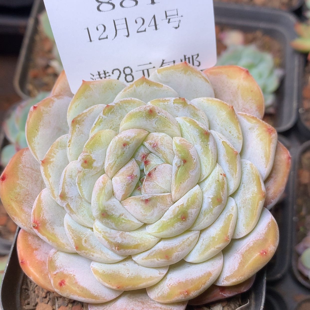 【闪购商品】云881号