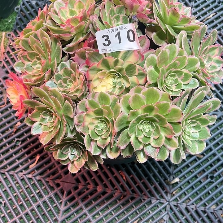 310西施多肉植物