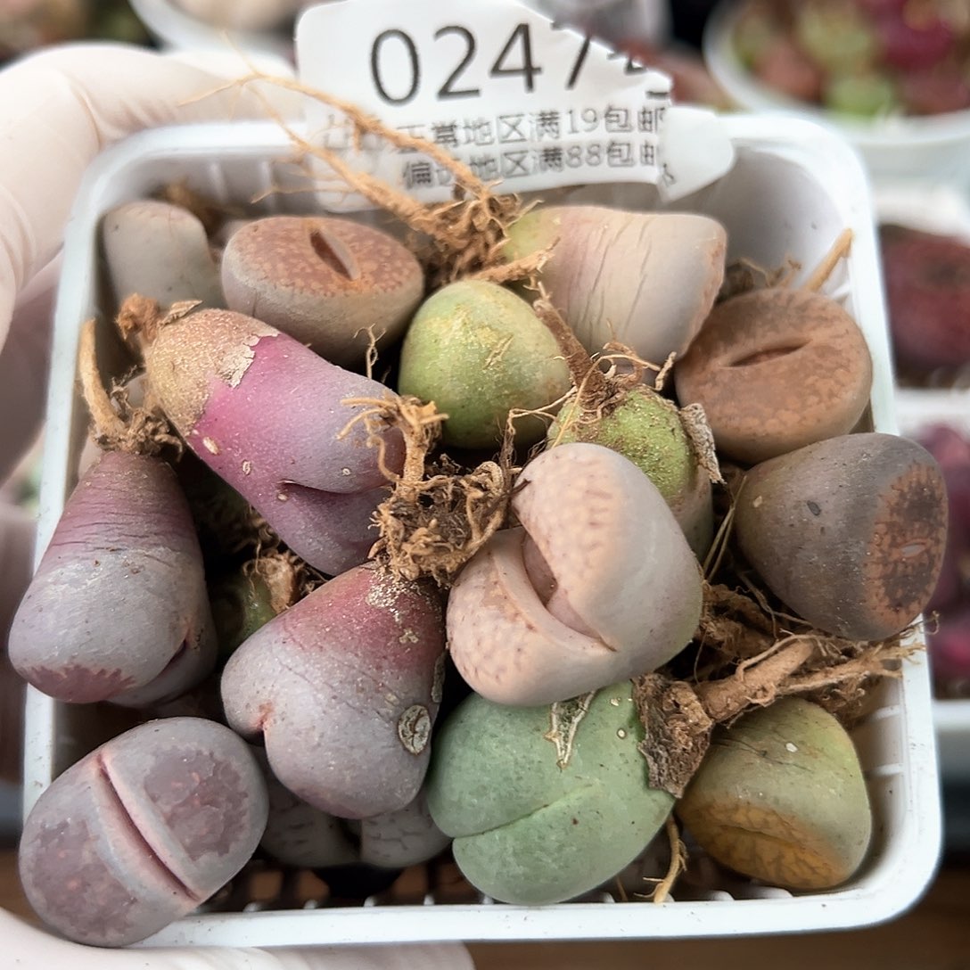 0247四年不同母本共44颗，不想种了，打包出掉