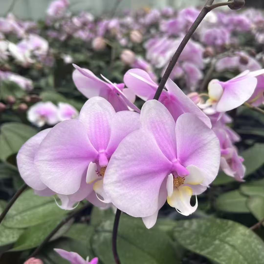 蝴蝶兰【奎松产区西雷利】原生种蝴蝶兰有叶损