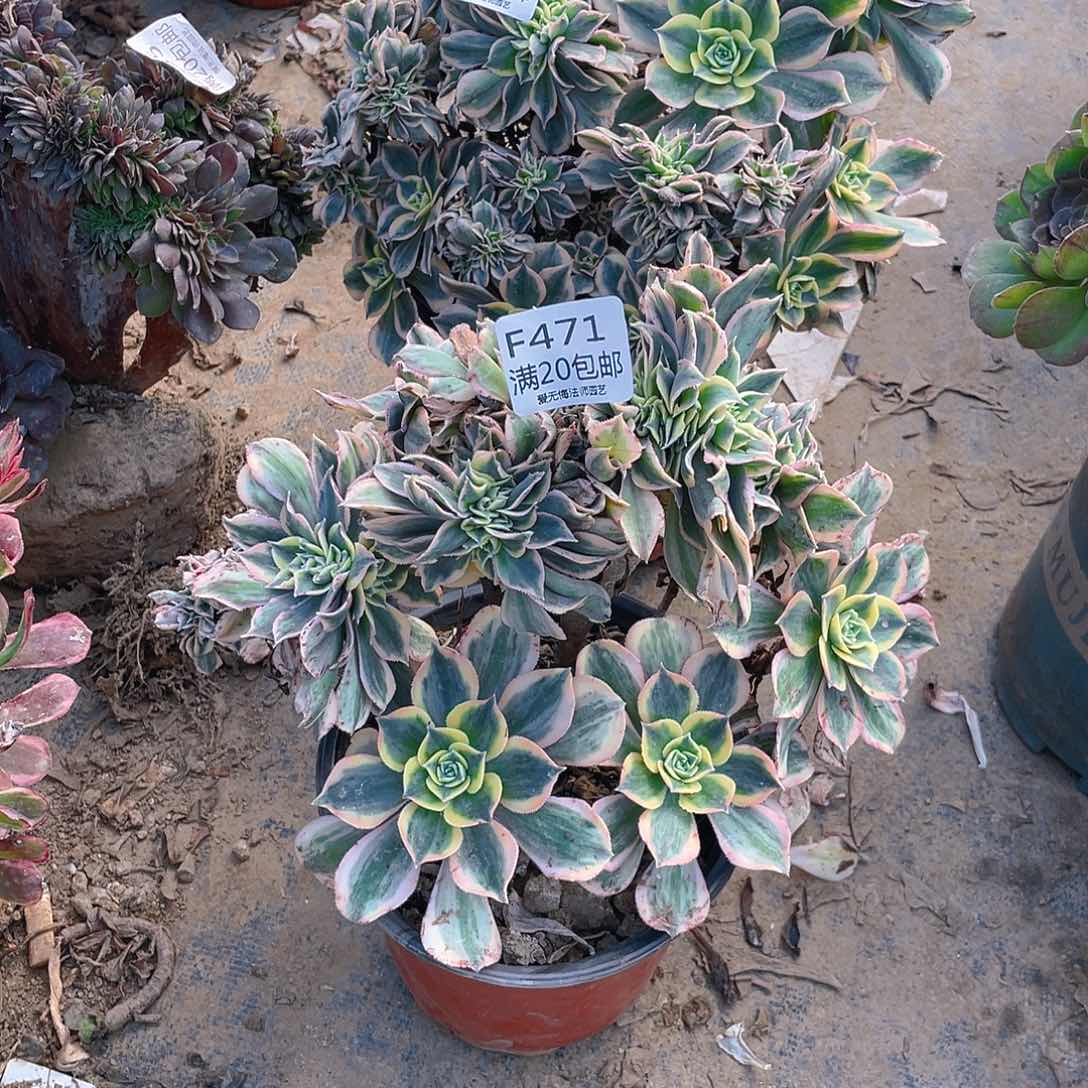 471灿烂缀化多肉小损不包