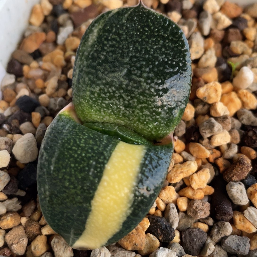 17脱土发货11111111