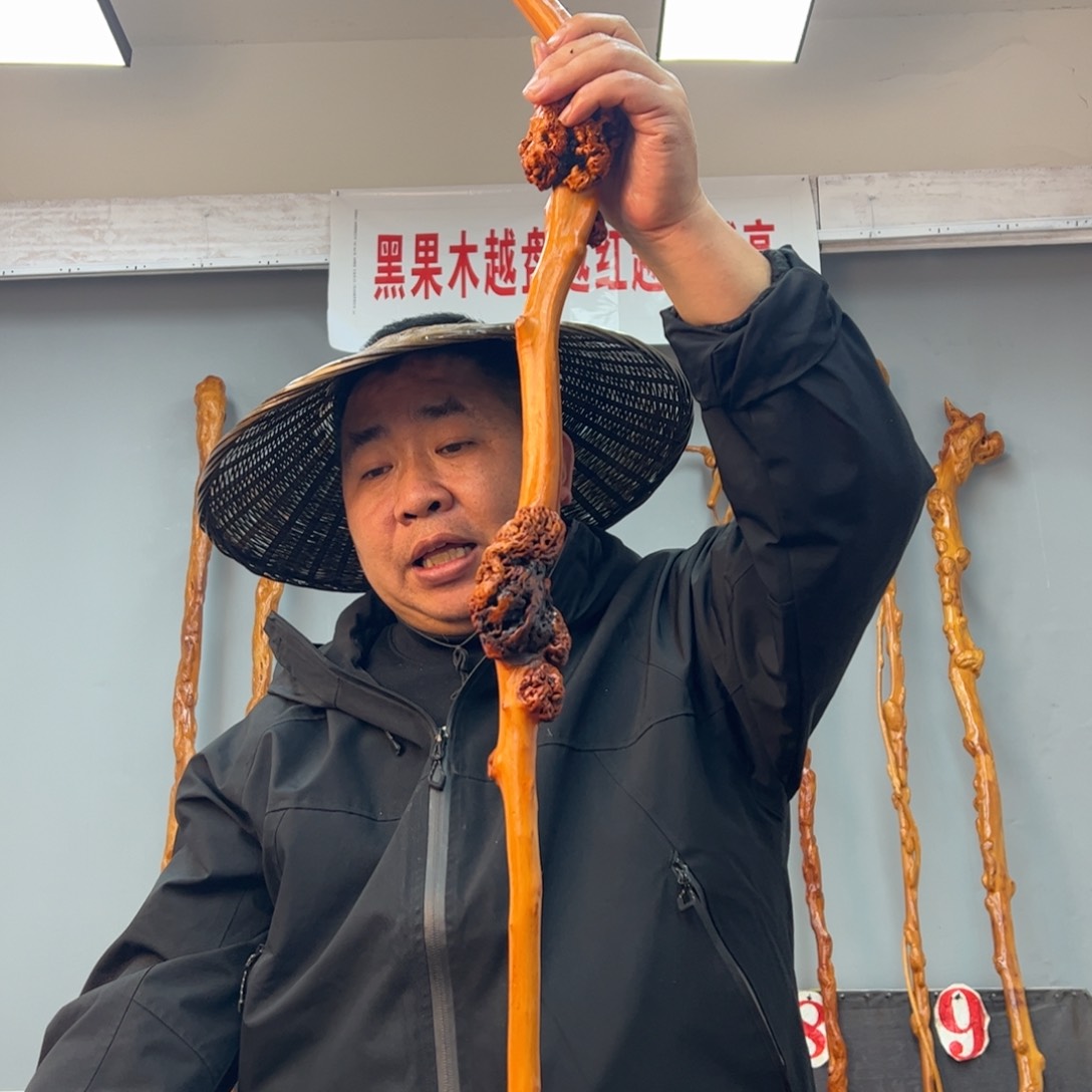 黑果木其他虎*黑果木475