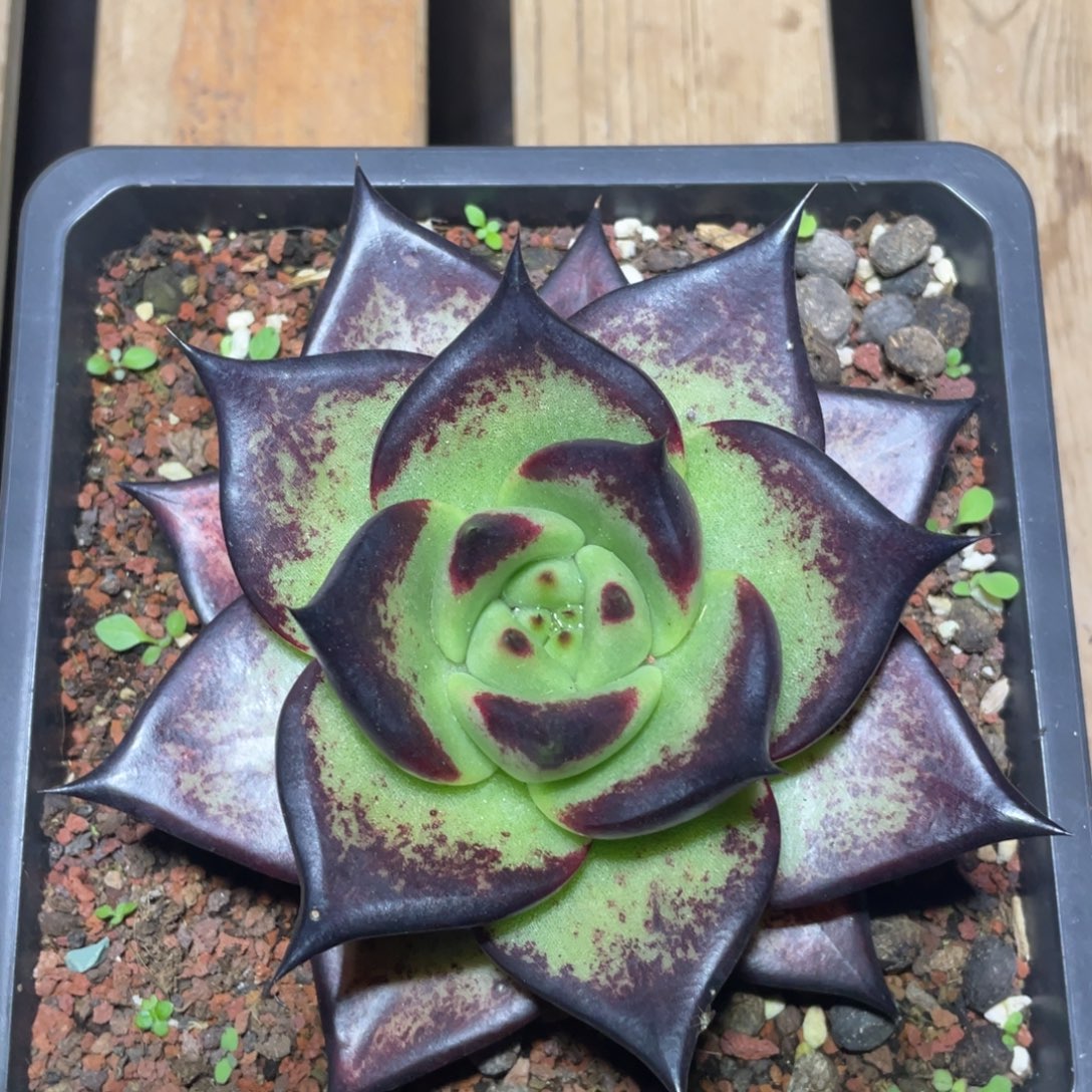 多肉植物多肉植物2832